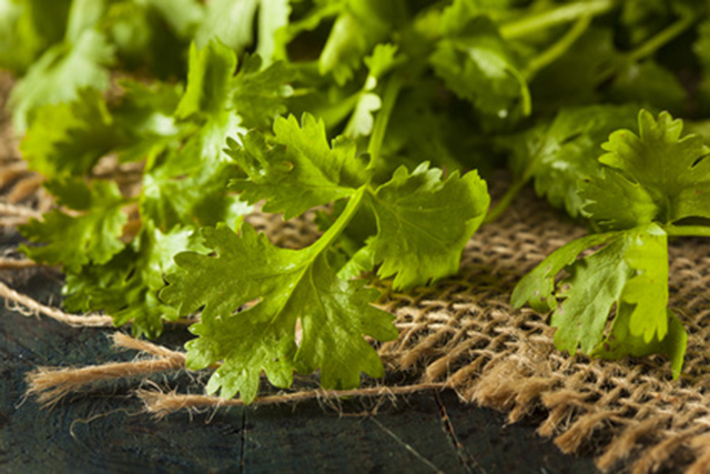 Top 10 reasons to eat cilantro